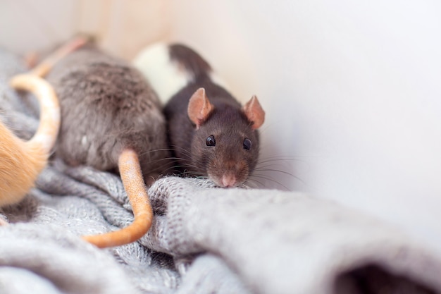 Photo the domestic decorative rat muffled in a knitted gray sweater and is heated.