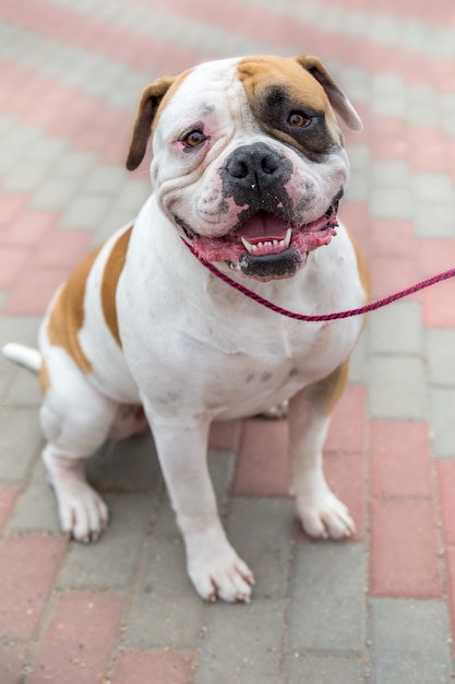 Domestic dog English Bulldog breed