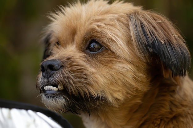 Domestic dog face in close up