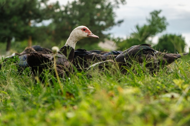 Domestic duck sitting in the grass