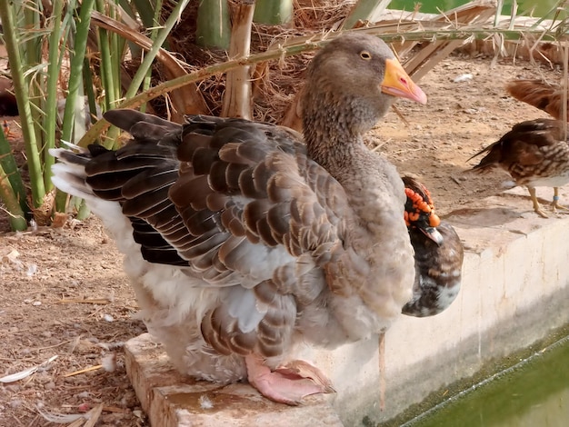 domestic duck standing