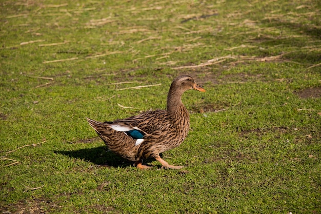 Domestic duck walking in their field