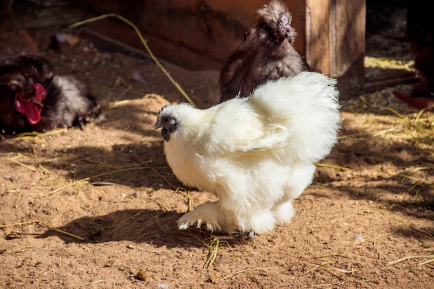 Domestic duck in the zoo . Poultry. Cattle. Animal in captivity.