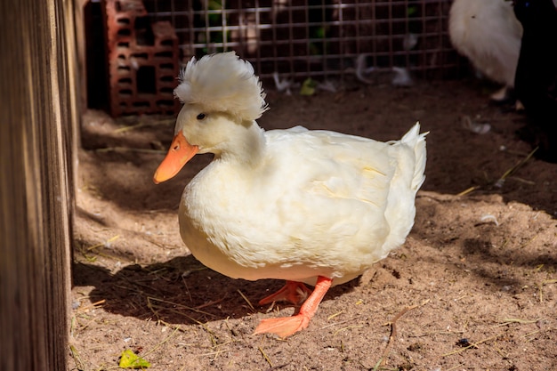 Domestic duck in the zoo . Poultry. Cattle. Animal in captivity.