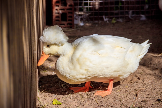 Domestic duck in the zoo . Poultry. Cattle. Animal in captivity.