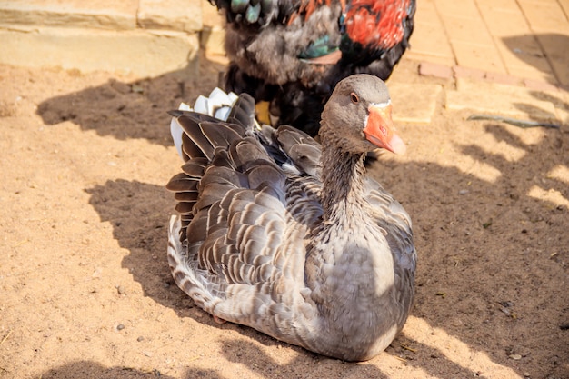 Domestic duck in the zoo . Poultry. Cattle. Animal in captivity.