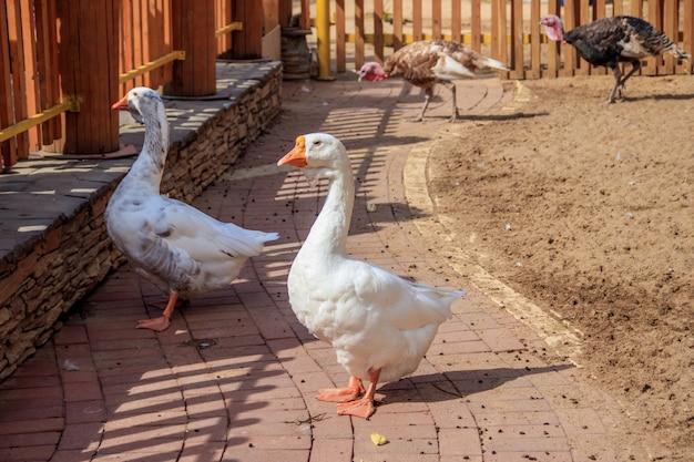 Domestic duck in the zoo . Poultry. Cattle. Animal in captivity.