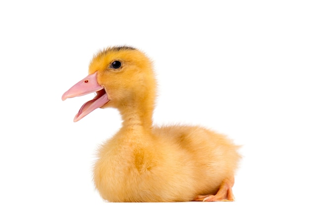 Domestic duckling isolated on white .