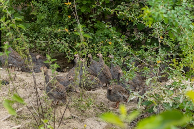 Domestic female guinea fowl