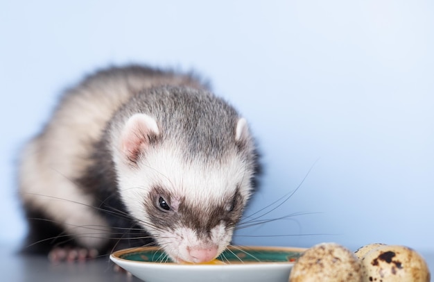 A domestic ferret eats a quail egg With porcelain dishes Animal color standard