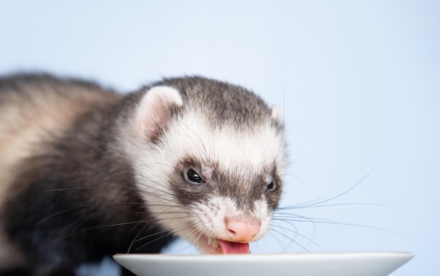 A domestic ferret eats a quail egg With porcelain dishes Animal color standard