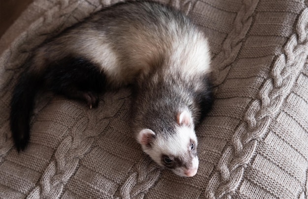 Domestic ferret look up concept Exotic pet care concept Isolated on background