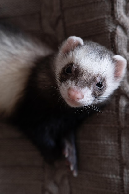 Domestic ferret look up concept Exotic pet care concept Isolated on background