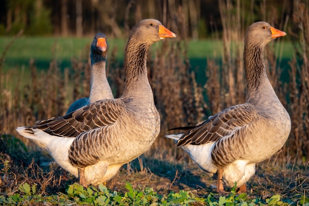 Domestic geese graze on traditional village goose farm