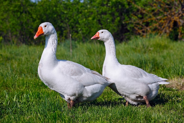 The domestic geese in the pasture