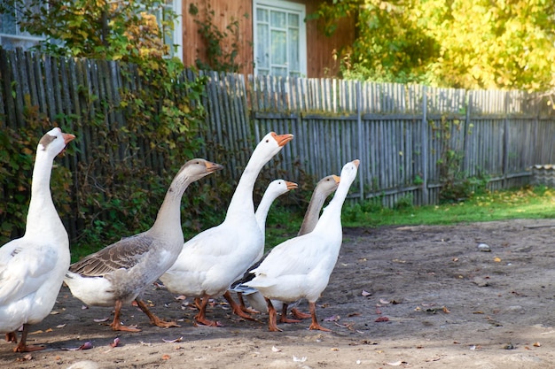 Domestic geese walk in the village next to a wooden house