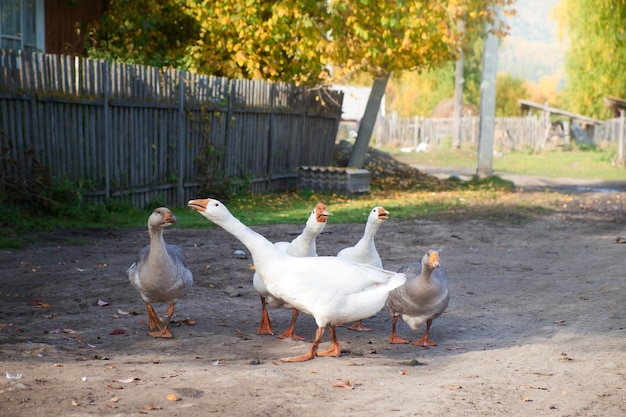 Domestic geese walk in the village next to a wooden house