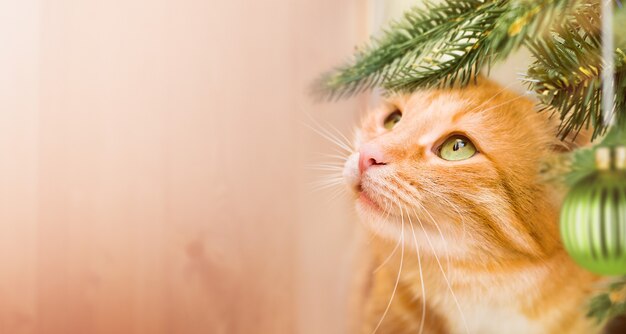 Domestic ginger cat peeking out from under the christmas tree