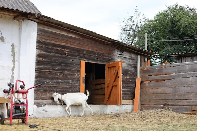 Domestic goats eat green grass in the fall Beautiful pets