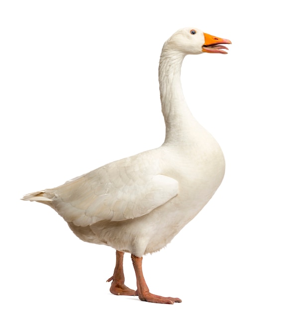 Domestic goose, Anser anser domesticus, standing and clucking, isolated on white