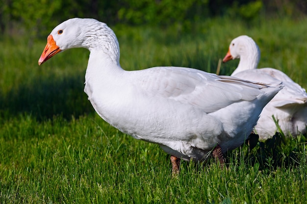 The domestic goose in the pasture eats fresh grass.