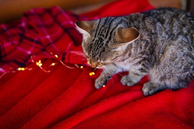 A domestic gray cat sits at home on a red checkered blanket and plays with a garland Preparing for Christmas festive mood