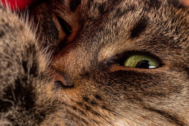 Domestic green eyed tabby cat face closeup view with selective focus