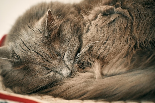 Domestic grey cat sleeps indoors