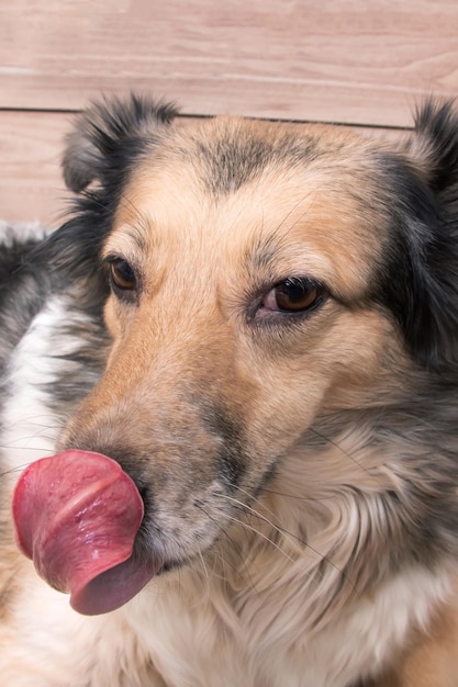 Domestic grey fluffy dog close up portrait