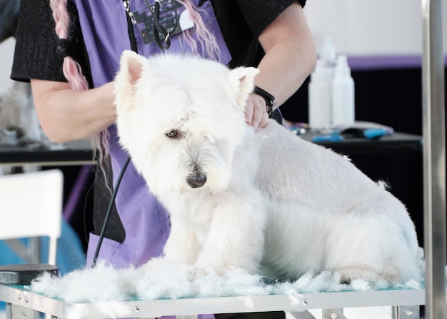 A domestic groomer works with a West Highland Terrier dog. near sheared dog hair