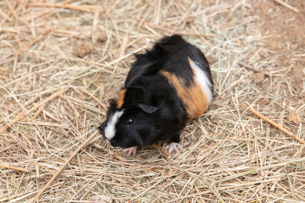 domestic guinea pig front view