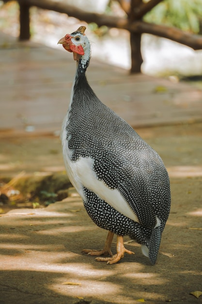 Domestic guineafowl, sometimes called pintade, pearl hen, or gleany, is poultry originating from Afr