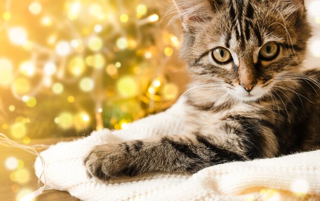 Photo domestic kitten lies on a soft blanket against the background of christmas golden lights.