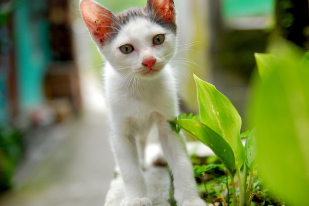 Domestic kittens play in the yard