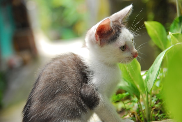 Domestic kittens play in the yard