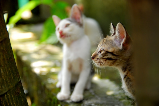 Domestic kittens play in the yard