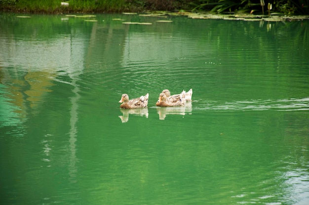 Domestic local duck family swimming and floating water on pond lake in garden park at outdoor of Bangkok Thailand