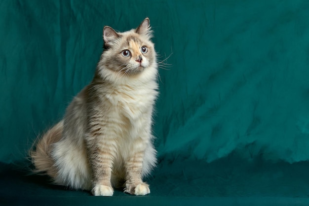 Domestic Long Hair Cat A beautiful cat with green intelligent eyes The cat's coat is tricolored white red and black Longhaired cat breeds on green background