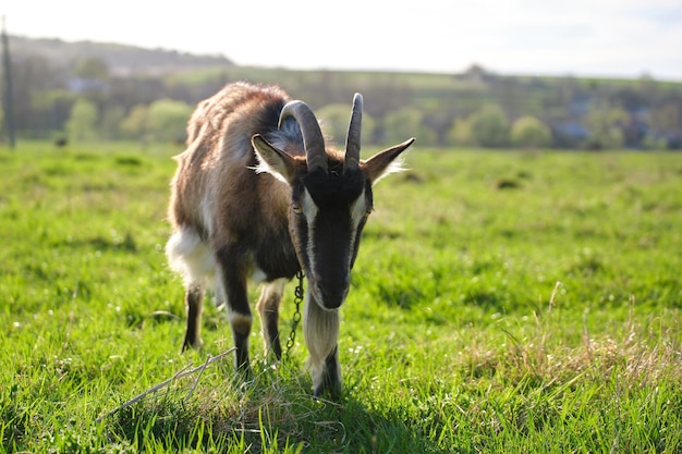 Domestic milk goat with long beard and horns grazing on green farm pasture on summer day Feeding of cattle on farmland grassland