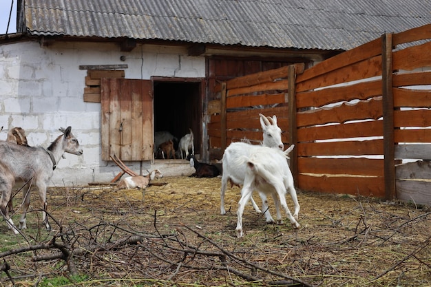 Domestic Nubian goats graze in the yard of a private farm in autumn