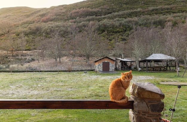 Domestic orange cat up on top of a wooden railing looking at the camera in a field of the house