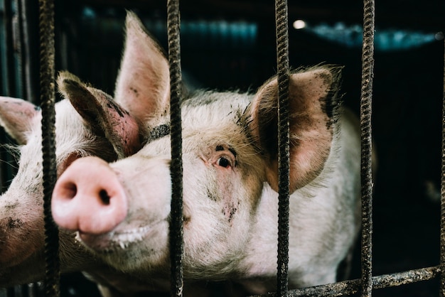 Domestic piglet noses sniff for food from metallic bar