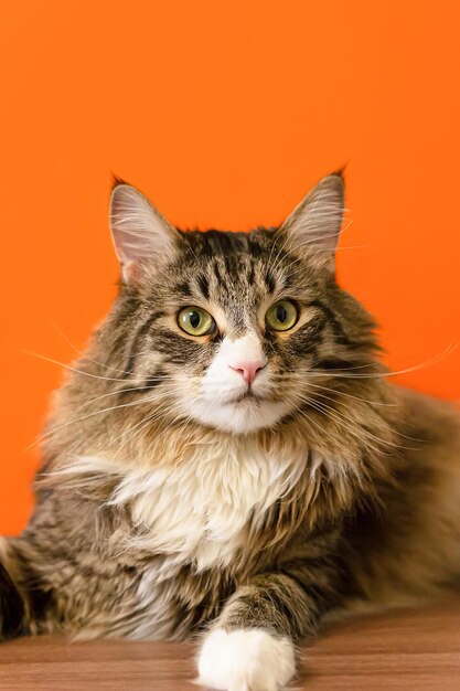 A domestic purebred cat on an orange background Maine coon cat Pets