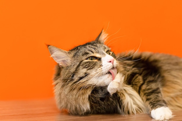 A domestic purebred cat on an orange background Maine coon cat Pets