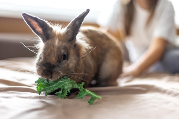 A domestic rabbit eats cabbage Pet concept