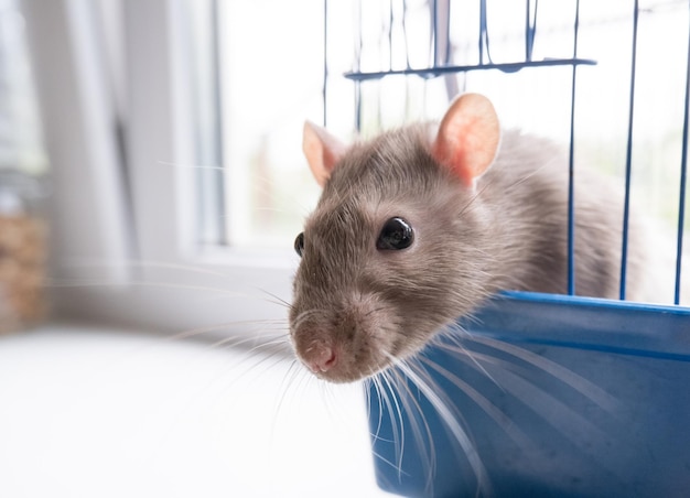 The domestic rat dumbo white has leaned out of the open cage and looks