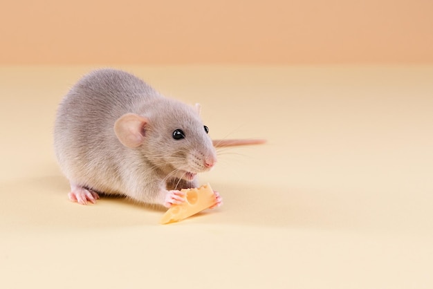 Domestic rat with cheese on a beige background