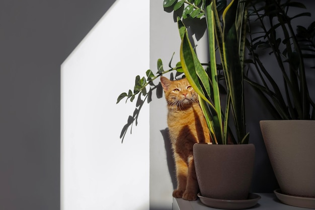 Domestic red cat near green plants in pots in interior