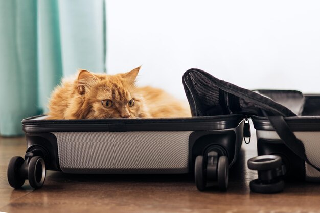 Domestic red cat sits in a suitcase or bag and waits for a trip Cat Laying Inside Travel Luggage