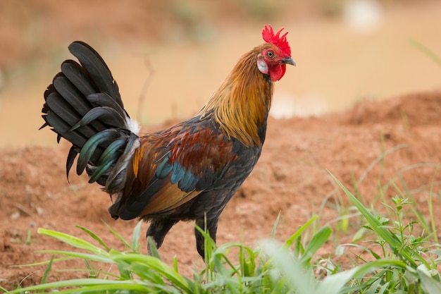 domestic rooster or cockerel in the farm animal